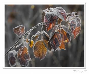 frost on leaves 1.jpg